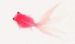 漫画金鱼,穿越时空的奇幻之旅